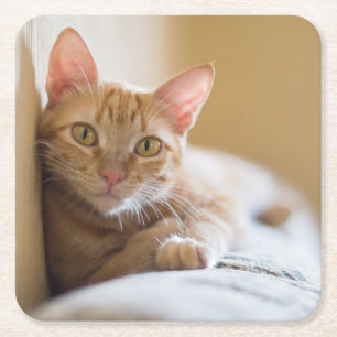 Kätzchen, das auf der Couch liegt Rechteckiger Pappuntersetzer