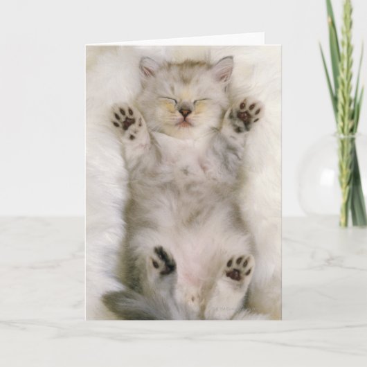 Kätzchen, das auf einem weißen flaumigen Teppich, Karte (Vorderseite)