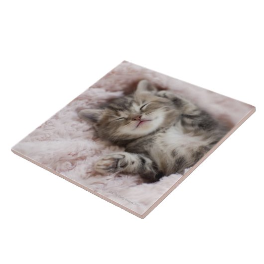 Kätzchen, das auf Tuch schläft Fliese (Seite)