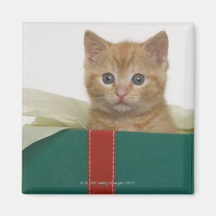 Kätzchen, das aus Geschenkboxen heraus späht Magnet