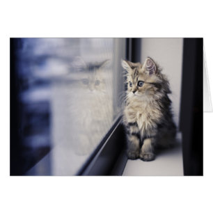 Kätzchen, das heraus Fenster schaut