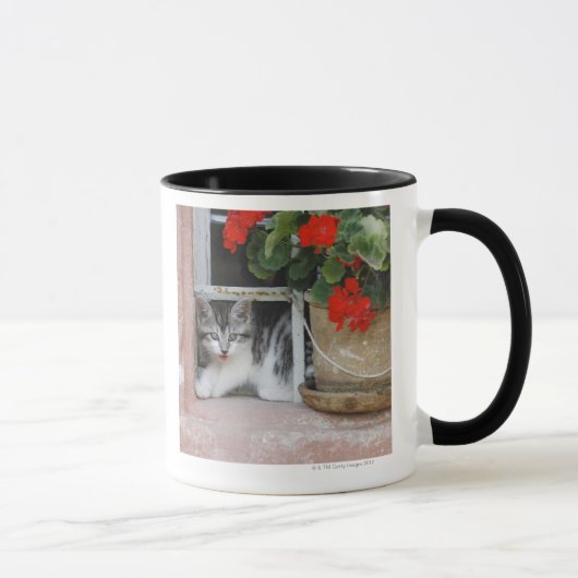 Kätzchen, das heraus Fenster schaut Tasse (Rechts)