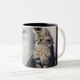 Kätzchen, das heraus Fenster schaut Zweifarbige Tasse