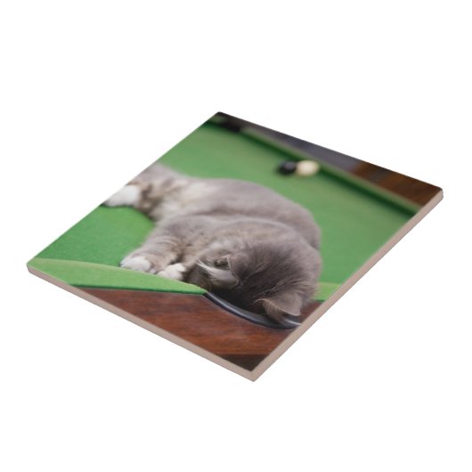 Kätzchen, das Pool spielt Fliese (Seite)