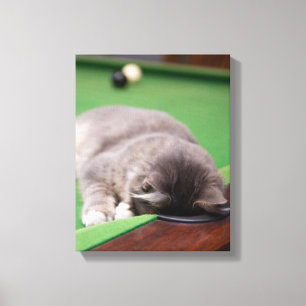 Kätzchen, das Pool spielt Leinwanddruck