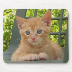 Kätzchen Dax Mousepad