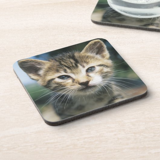 Kätzchen draußen getränkeuntersetzer (Linke Seite)