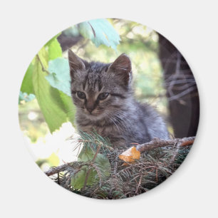 Kätzchen-Foto Babykatze Rundmagnet Magnet