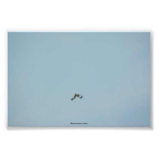 Kätzchen Fotodruck (Vorne)