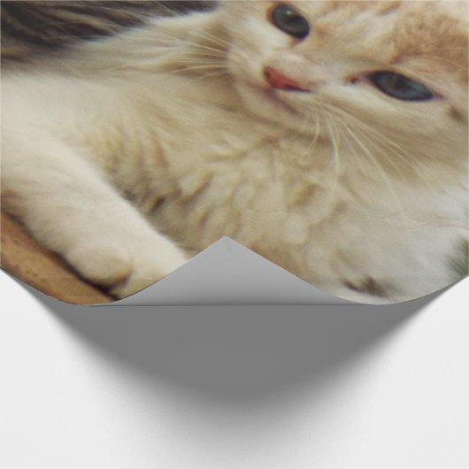Kätzchen Geschenkpapier (Ecke)