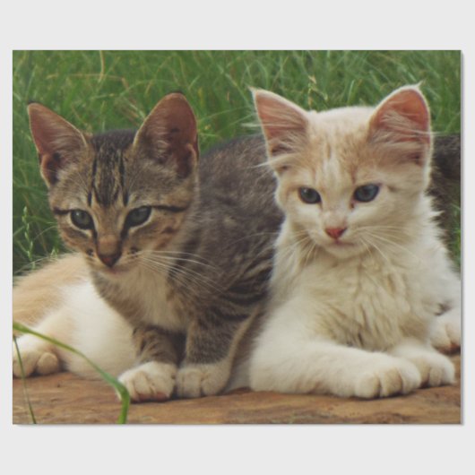 Kätzchen Geschenkpapier (Flach)