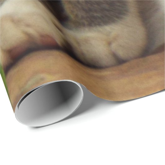 Kätzchen Geschenkpapier (Rolleneckpunkt)