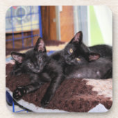 Kätzchen Getränkeuntersetzer (Vorderseite)