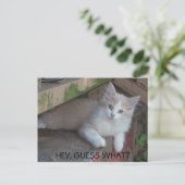 Kätzchen, GUESS WAS? ICH MISSE DICH Postkarte (Stehend Vorderseite)