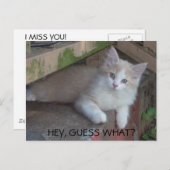 Kätzchen, GUESS WAS? ICH MISSE DICH Postkarte (Vorne/Hinten)