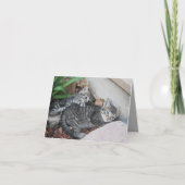 Kätzchen Hinweis Karte (Vorderseite)