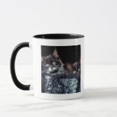 Kätzchen im Behälter Tasse (Links)