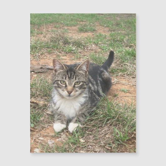 Kätzchen im Gras Magnetkarte (Vorderseite)