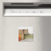 Kätzchen im Lebensmittelbeutel Magnet (In Situ (Geschirrspüler))