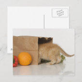 Kätzchen im Lebensmittelbeutel Postkarte (Vorne/Hinten)