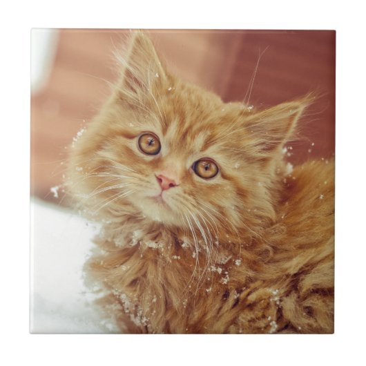 Kätzchen im Schnee Fliese (Vorderseite)