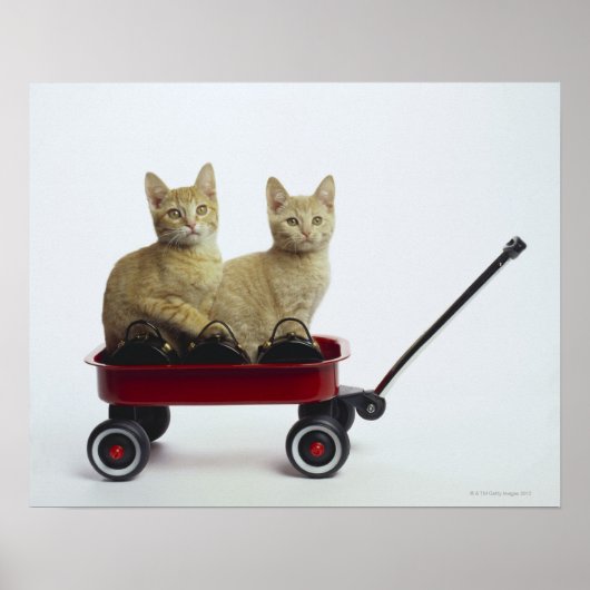 Kätzchen im Wagen Poster (Vorne)