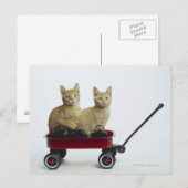 Kätzchen im Wagen Postkarte (Vorne/Hinten)
