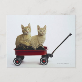 Kätzchen im Wagen Postkarte
