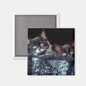 Kätzchen in Behältnissen Magnet (Vorderseite/Rückseite)