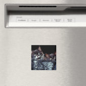 Kätzchen in Behältnissen Magnet (In Situ (Geschirrspüler))