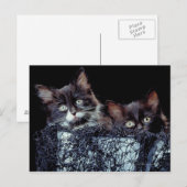 Kätzchen in Behältnissen Postkarte (Vorne/Hinten)