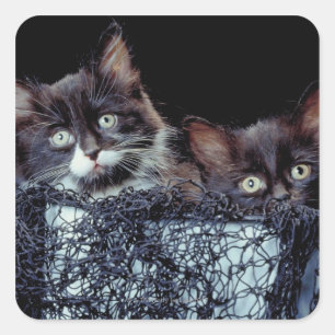 Kätzchen in Behältnissen Quadratischer Aufkleber
