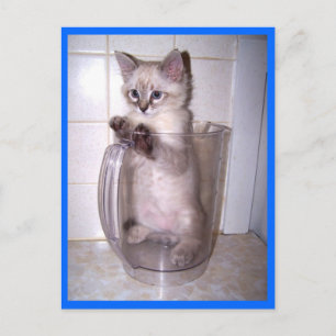 Kätzchen in der Pitcher-Postkarte Postkarte