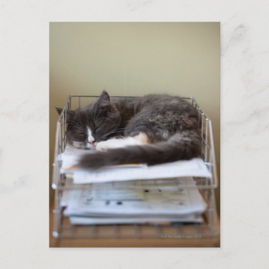 Kätzchen in einem Büro Postkarte (Vorderseite)