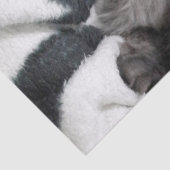 Kätzchen in einem Deckpapier Seidenpapier (Detail)