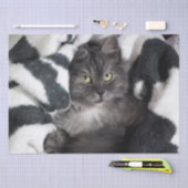 Kätzchen in einem Deckpapier Seidenpapier (Handwerk)