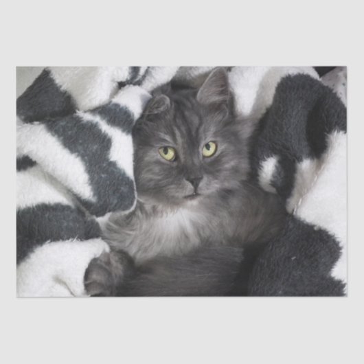 Kätzchen in einem Deckpapier Seidenpapier (Vorderseite)