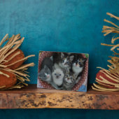 Kätzchen in einem Korb Fotoplatte (Seite)