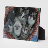 Kätzchen in einem Korb Fotoplatte (Seite)