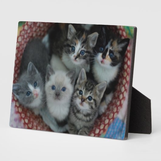 Kätzchen in einem Korb Fotoplatte (Seite)