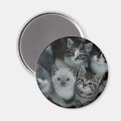 Kätzchen in einem Korb Magnet (Vorderseite/Rückseite)