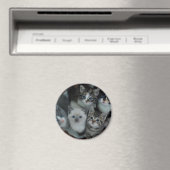 Kätzchen in einem Korb Magnet (In Situ (Geschirrspüler))