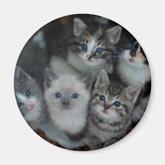 Kätzchen in einem Korb Magnet (Vorne)