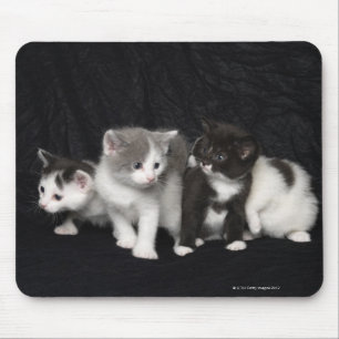 Kätzchen in einem Studio-Schuss Mousepad