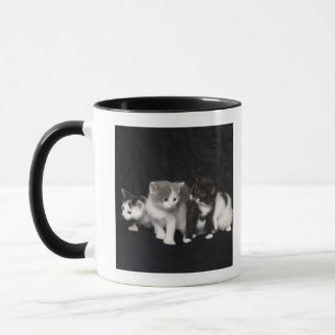 Kätzchen in einem Studio-Schuss Tasse