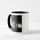 Kätzchen in einem Studio-Schuss Tasse (Vorderseite Links)