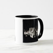 Kätzchen in einem Studio-Schuss Tasse (VorderseiteRechts)
