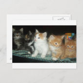 Kätzchen in einer Row Postcard Postkarte (Vorne/Hinten)