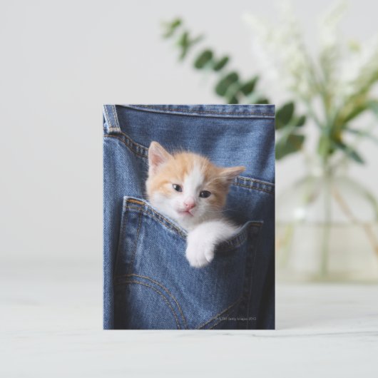 Kätzchen in Jeans-Tasche Postkarte (Stehend Vorderseite)