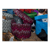 Kätzchen in Kartons (Vorderseite (Horizontal))